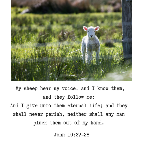 Lamb with bible quote